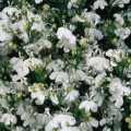 Дворец белый (white) семена лобелии (Benary)