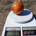 Эйфория F1 семян лука репчатого желтого (LibraSeeds)