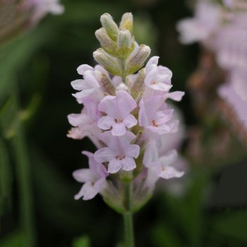 Элеганс пинк (розовая) семена лаванды (Pan American)