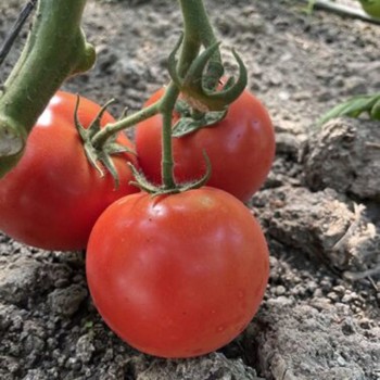 Ф155 F1 (F155 F1) семена помидора индетерминантного (Lark Seeds)