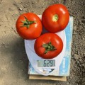 Ф155 F1 (F155 F1) семена помидора индетерминантного (Lark Seeds)
