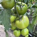 Ф155 F1 (F155 F1) семена помидора индетерминантного (Lark Seeds)