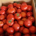 Ф155 F1 (F155 F1) семена помидора индетерминантного (Lark Seeds)