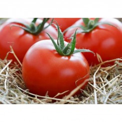 Фартове насіння помідора індетермінантного (GL Seeds)