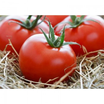 Фартовые семена помидора индетерминантного (GL Seeds)