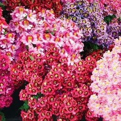 Фиджи F1 смесь семян схизантуса (GL Seeds)