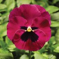 Фино F1 розовая ячейка (Rose With Blotch) семена виолы (Syngenta)
