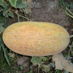 Фіона F1 (ST 3033 F1) насіння дині ранньої 60-70 дн. 2,5-4 кг овал. (Soto Seeds)
