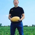 Фиона F1 (ST 3033 F1) семян дыни ранней 60-70 дн. 2,5-4 кг овал. (Soto Seeds)