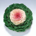 Голубь F1 Виктория семена капусты декоративной (Satimex)