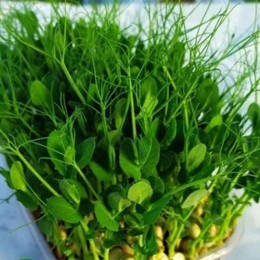 Горох сахарный спаржевый семена микрозеленые (Agrocity)