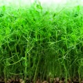 Горох сахарный спаржевый семена микрозеленые (Agrocity)
