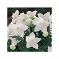 Гавайи белые (white) семена платикодона (Hem Zaden)