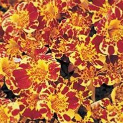 Гавайи Yellow Blotch семян мимулюса (Kitano Seeds)