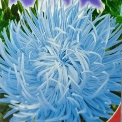 Голубой вихрь семена астры (GL Seeds)