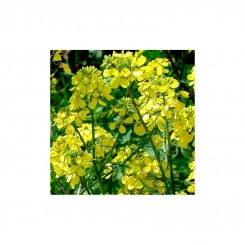 Горчица белые семена (GL Seeds)