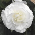 Гоу-Гоу F1 белая (white) семена бегонии (Syngenta)