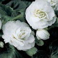 Гоу-Гоу F1 белая (white) семена бегонии (Syngenta)