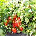 Яника F1 семян перца сладкого (Kitano Seeds)