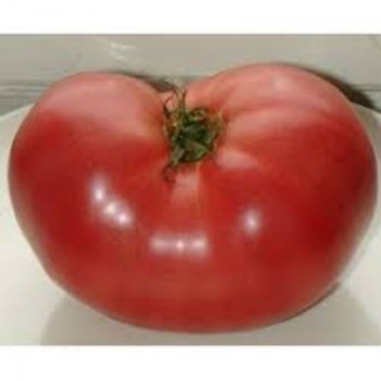 Японский краб семена индетерминантного томата (GL Seeds)