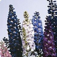 Икебана Crystal mix семян дельфиниума альпийского (Kitano Seeds)