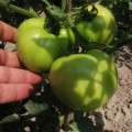 Монк F1 (INX 3025 F1) семена помидора детерминантного (Innova Seeds)