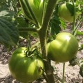 Монк F1 (INX 3025 F1) семена помидора детерминантного (Innova Seeds)