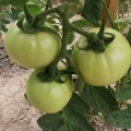 Монк F1 (INX 3025 F1) семена помидора детерминантного (Innova Seeds)
