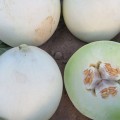 Анук F1 (INX 1063 F1) семена дыни тип Хани Дью (Innova Seeds)