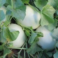 Анук F1 (INX 1063 F1) семена дыни тип Хани Дью (Innova Seeds)