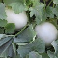 Анук F1 (INX 1063 F1) семена дыни тип Хани Дью (Innova Seeds)