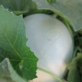 Анук F1 (INX 1063 F1) семена дыни тип Хани Дью (Innova Seeds)