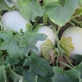 Анук F1 (INX 1063 F1) семена дыни тип Хани Дью (Innova Seeds)
