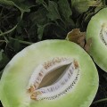 Анук F1 (INX 1063 F1) семена дыни тип Хани Дью (Innova Seeds)