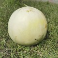 Анук F1 (INX 1063 F1) семена дыни тип Хани Дью (Innova Seeds)
