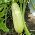 Ришар F1 (INX 1423 F1) семена кабачка (Innova Seeds)