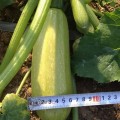 Ришар F1 (INX 1423 F1) семена кабачка (Innova Seeds)