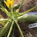 Ришар F1 (INX 1423 F1) семена кабачка (Innova Seeds)