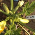 Ришар F1 (INX 1423 F1) семена кабачка (Innova Seeds)