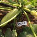 Ришар F1 (INX 1423 F1) семена кабачка (Innova Seeds)