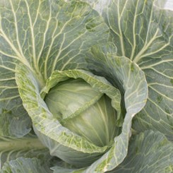 JS 83 F1 насіння капусти білокачанної (Joeun Seeds)