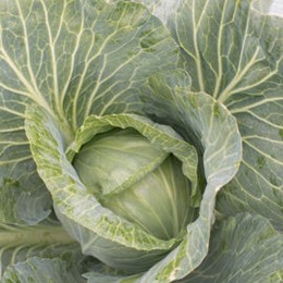 JS 83 F1 семена капусты белокочанной (Joeun Seeds)