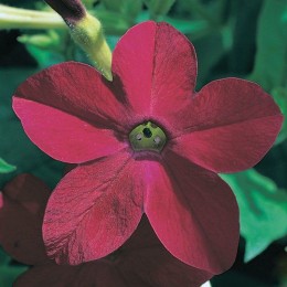 Капитал Red (красный) семян табака (Kitano Seeds)