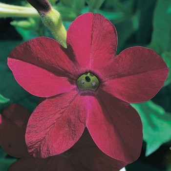 Капитал Red (красный) семян табака (Kitano Seeds)
