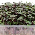 Капуста листовая красная Кале семена микрозеленые (Agrocity)