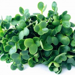 Капуста листова насіння мікрозелена (Agrocity)