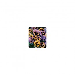 Carrousel Yellow / Blue семена виолы (Kitano Seeds)