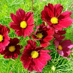 Касанова красная (red) семена космеи (Floragran)