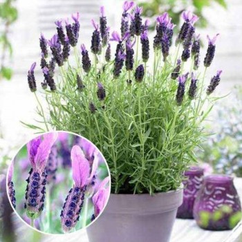 Кастилиано фиолетовая (purple) семена лаванды (Syngenta)