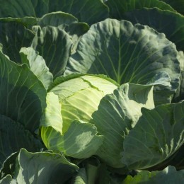 Кататор F1 семян капусты б/н средней 80-85 дн. 2-3 кг окр. (Syngenta)